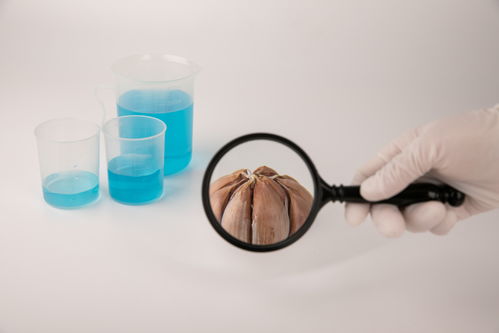 從農田到餐桌 大蒜食品安全與農業科技發展的融合